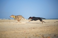 Picture of Two dogs chasing each other on the beach