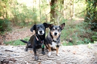 Picture of two dogs, Chihuahua mixed breed, in forest on log