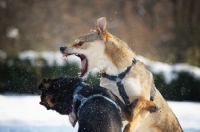 Picture of two dogs fighting in a snow-covered field