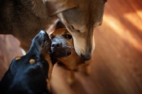 Picture of two dogs greet a puppy on a hardwood floor