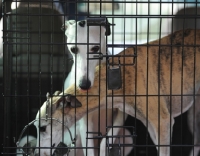 Picture of two dogs in a cage