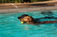 Picture of two dogs in water