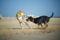Picture of Two dogs playing fight on a beach