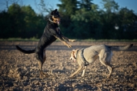 Picture of Two dogs playing in a field, one is jumping 