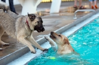 Picture of two dogs playing in swimming pool