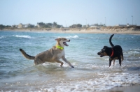 Picture of Two dogs playing in the sea
