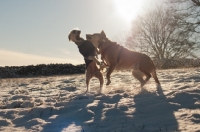 Picture of two dogs playing in winter