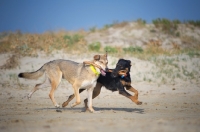 Picture of Two dogs playing on a beach, carrying the same stick