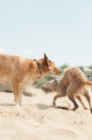 Picture of two dogs playing on beach