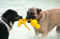 Picture of two dogs playing tug of war