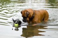 Picture of Two dogs playing with a ball in a lake