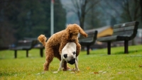 Picture of two dogs playing