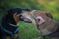 Picture of Two dogs resting together