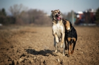 Picture of two dogs running and playing, one with mouth open and teeth out