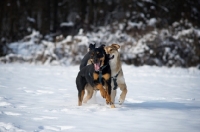 Picture of two dogs running free and playing in the snow