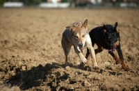 Picture of two dogs running free in a field
