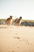Picture of two dogs running on beach