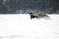 Picture of two dogs running while contending stick in a field covered with snow