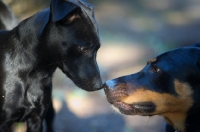 Picture of two dogs smelling each other
