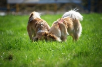 Picture of two dogs smelling the ground together
