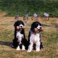 Picture of two dogs with dumbells