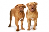 Picture of two Dogue de Bordeaux, different ages