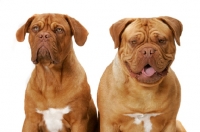 Picture of two Dogue de Bordeaux dogs