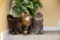 Picture of two Domestic Longhair cats at home