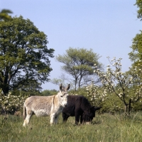 Picture of two donkeys in an orchard