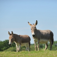 Picture of two donkeys