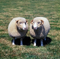 Picture of two dorset horn ewes