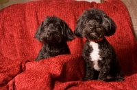 Picture of two Doxiepoo dogs (Dachshund / Poodle Hybrid Dog) also known as doxiepoo, doodle