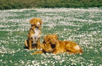 Picture of two duck tolling retrievers