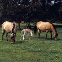 Picture of two Dulmen mares grazing with foal