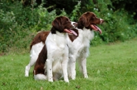 Picture of two Dutch Partridge dogs on grass