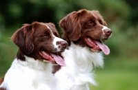 Picture of two Dutch Partridge dogs, portrait