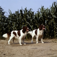 Picture of two dutch partridge dogs standing by corn field