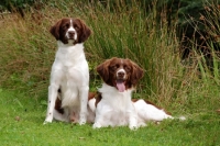 Picture of two Dutch Partridge dogs