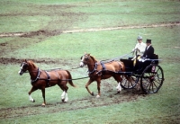 Picture of two dutch warm blood horses driven in tandem