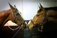 Picture of two Dutch Warmbloods looking at each other