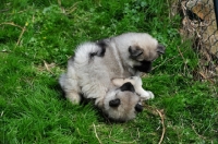 Picture of two eeshond puppies playing