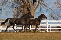 Picture of two Egyptian Arabs running in field