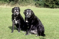 Picture of two elderly mongrel dogs, one fat