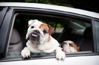 Picture of two english bulldogs looking out car window