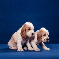 Picture of two english cocker spaniel puppies sitting