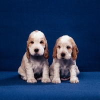 Picture of two english cocker spaniel puppies sitting