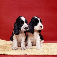 Picture of two english cocker spaniel puppies sitting