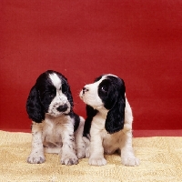 Picture of two english cocker spaniel puppies sitting