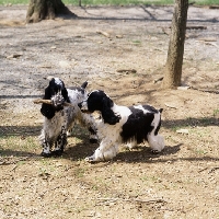 Picture of two english cocker spaniels in usa playing with stick