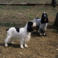 Picture of two english cocker spaniels in usa posing